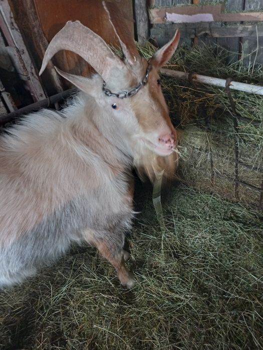 Țap Saanen tânăr de vânzare, exemplar deosebit