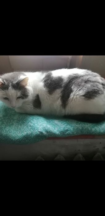 Кастрированный котик ищет дом