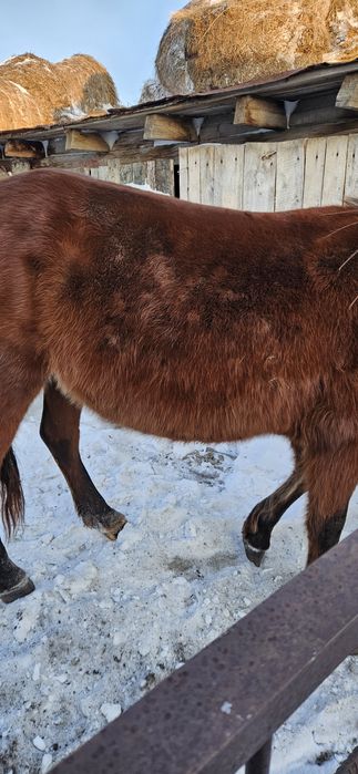 Продам кобылу, жеребую