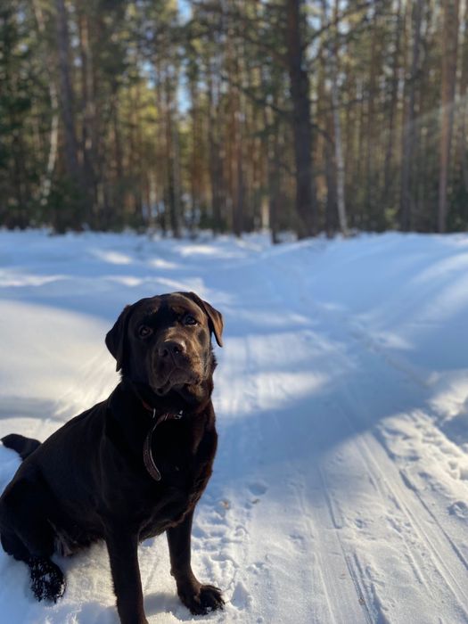 Отдам лабрадора, девочку