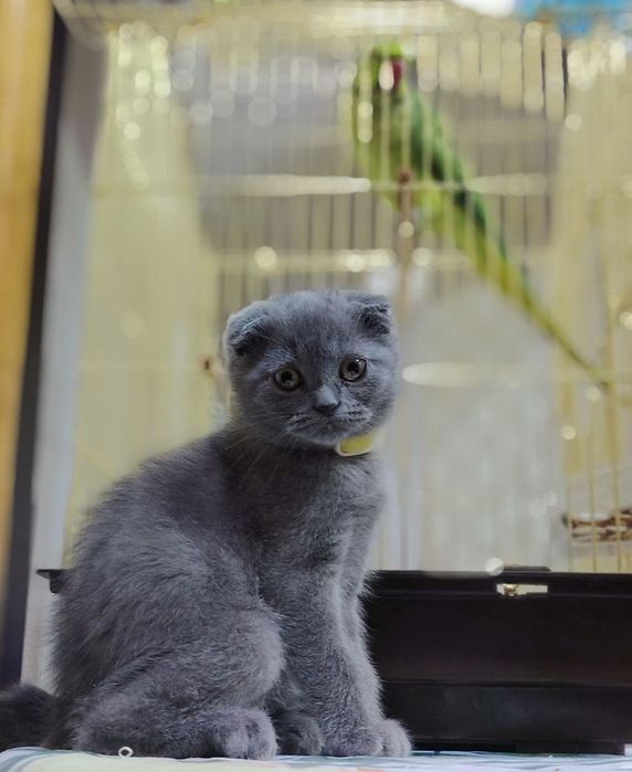 Мушук сотилади Скоттиш фолд