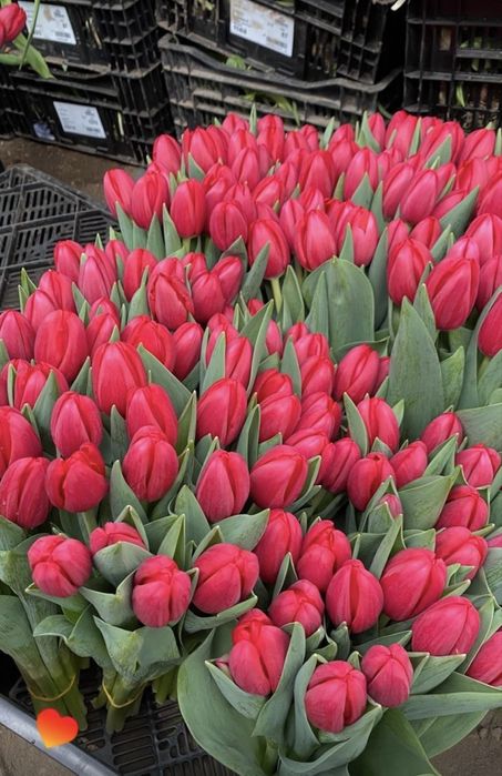 Тюлпаны красивые