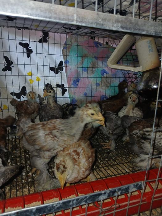 Pui de casa motati bărboși incaltati