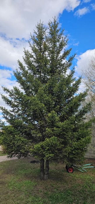 Продам ели и туя