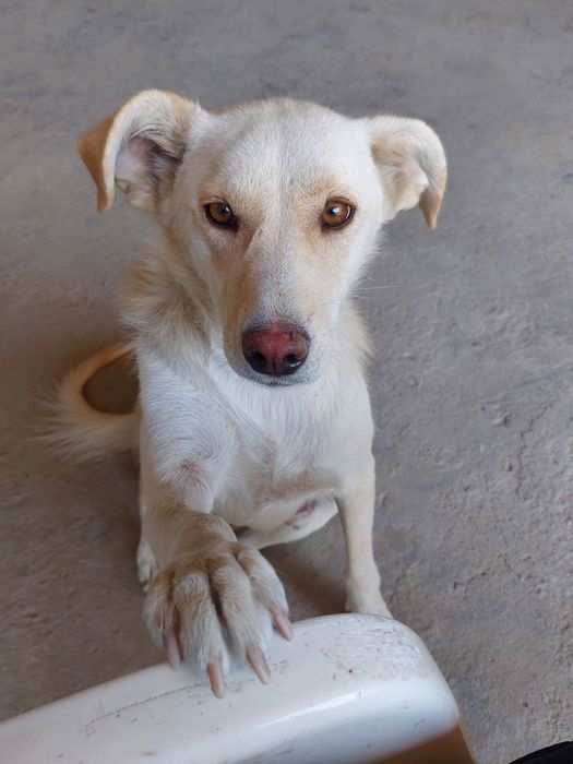 Пристраивается в добрую хорошую семью очень красивая девочка