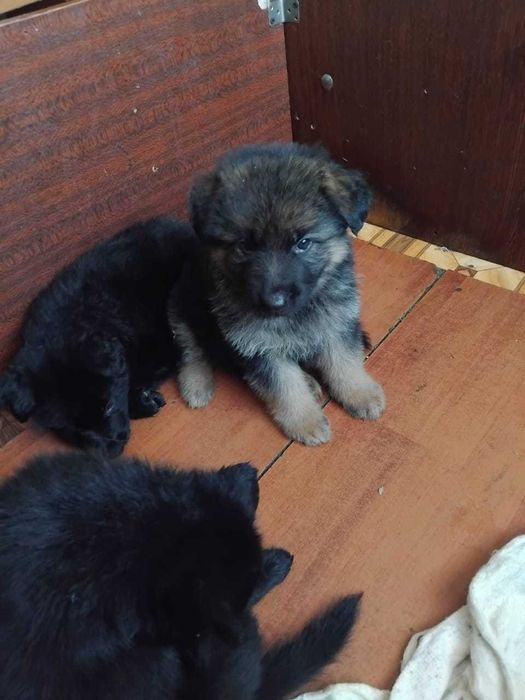 Щенки Немецкой Овчарки