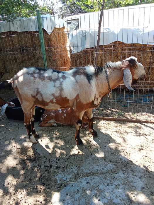 Vând ieduț anglonibian cu sannen