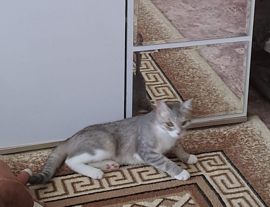 Домашние  животные