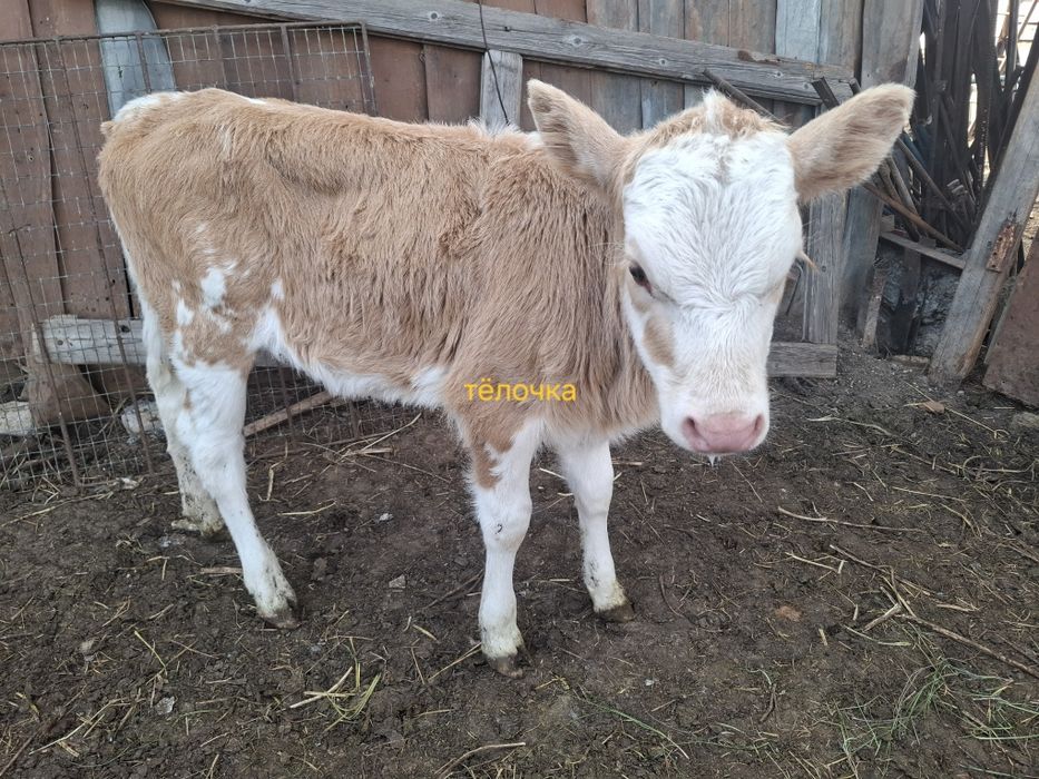 Продам телят 2х месячных
