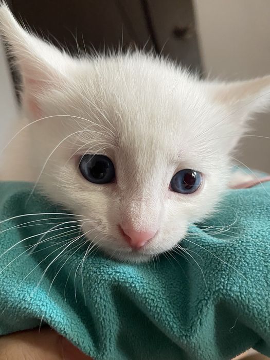 Продаются котята