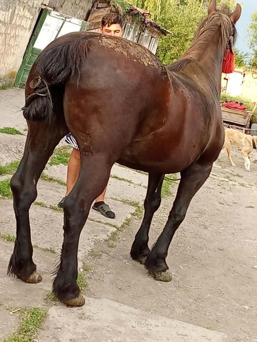 CAI DE vanzareiepe