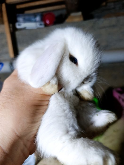 Karlik baran bolalari va ota onasi sotladi