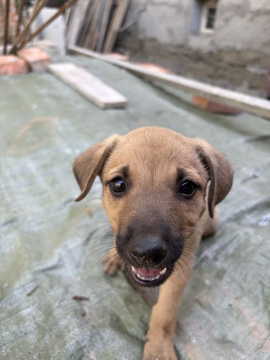 Adopție URGENTĂ: 3 pui de cățel metiș ,Avem 10 câini, nu-i putem ține!