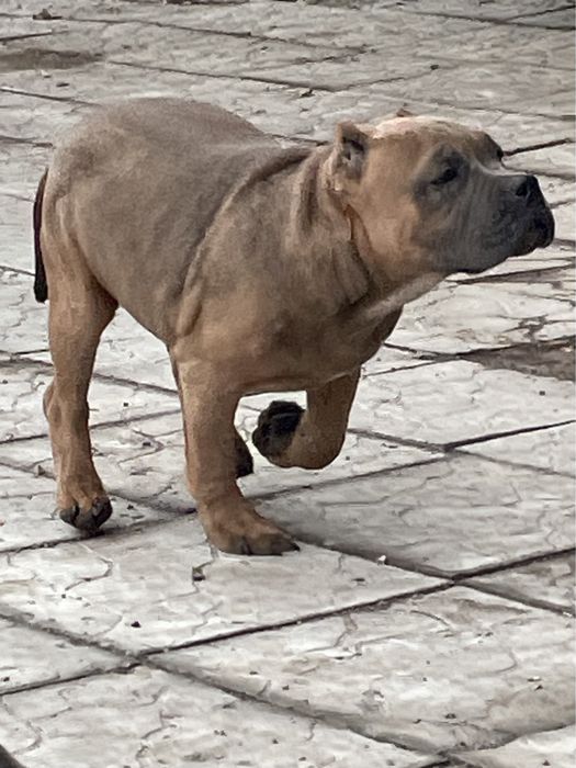 Щенки американский булли