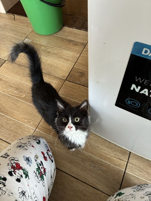 Девочка. Месяца 4. Мышеловка.