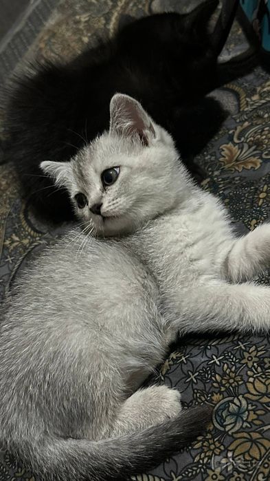 Шиншилла сотилади. 7 ҳафталик