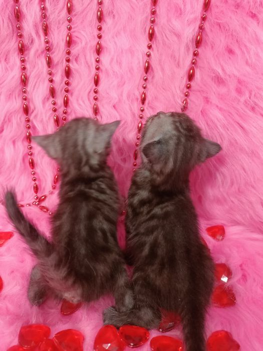 Продам котят девочек шотландка+бенгал