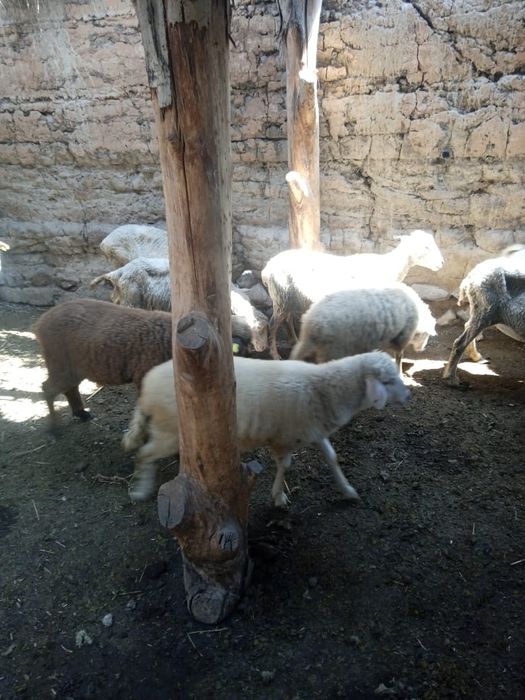 Кепе сатылады багасы 45000