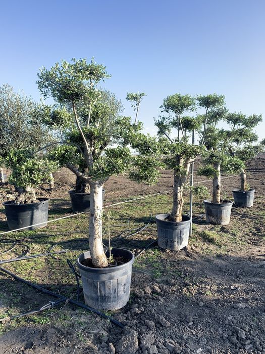 Măslini Pom-Pon maturi de vânzare,înălțime 220-250 cm