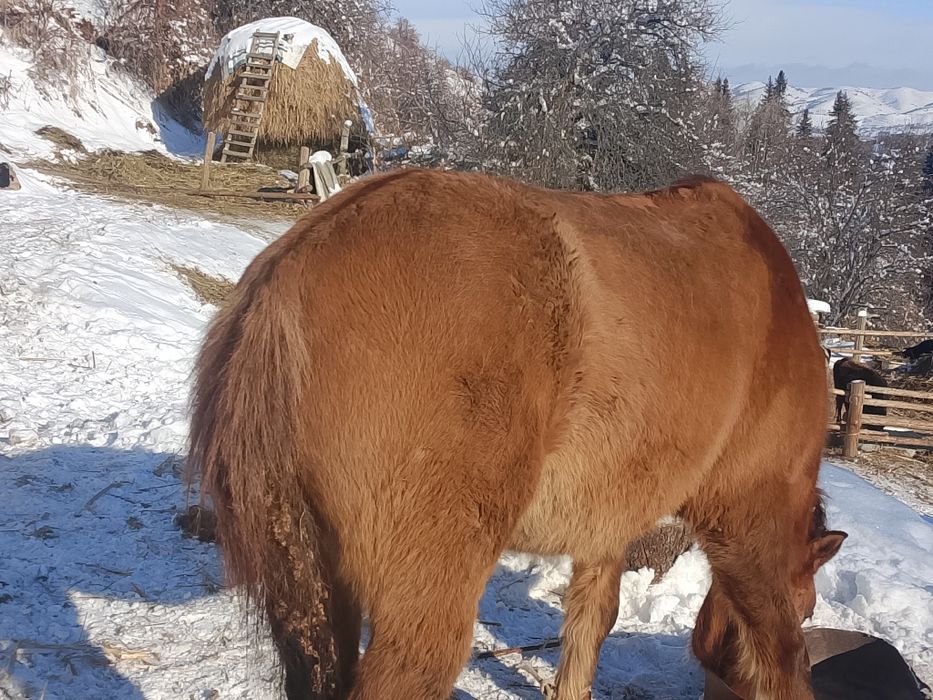 Продам мерина 6 лет