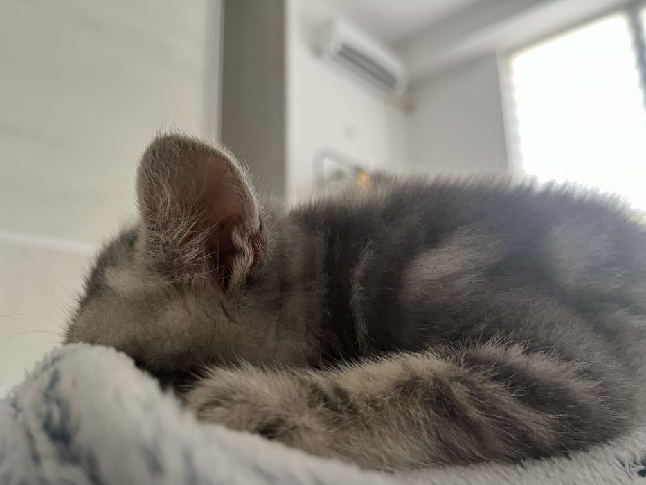 Отдам в хорошие руки