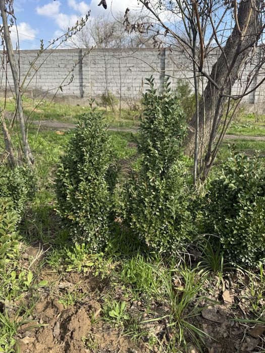 Самшит             ,