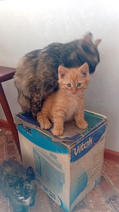 Отдам котят бесплатно