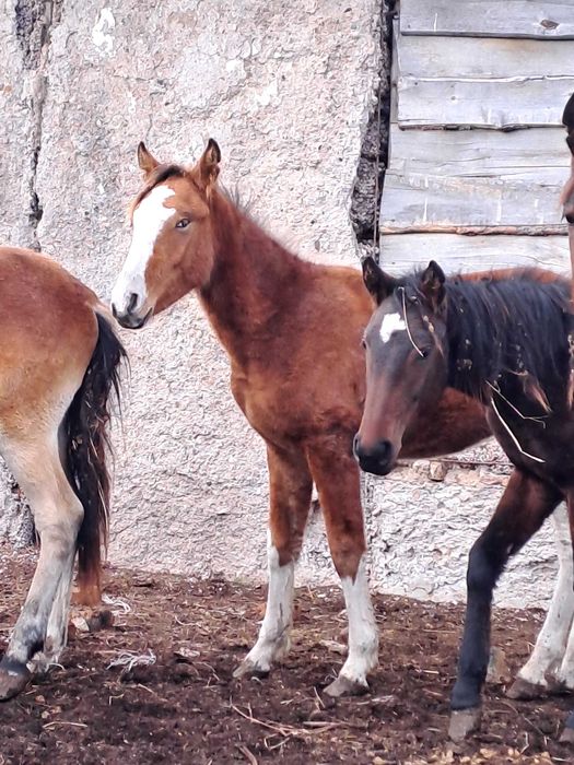 Жылқы- байтал, тай сатамын