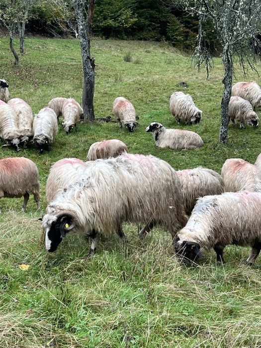 Oii de vanzare si 2 berbecii