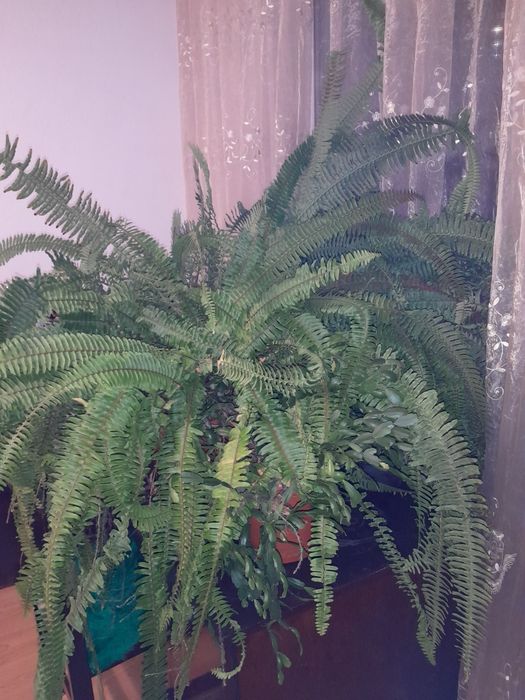 Папрат, много голяма