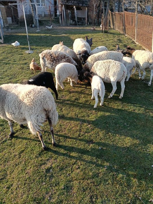 Vând oi dorper împreună cu miei