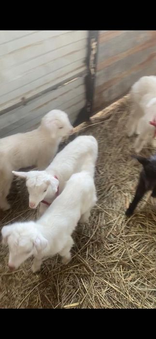 Продаются козлята