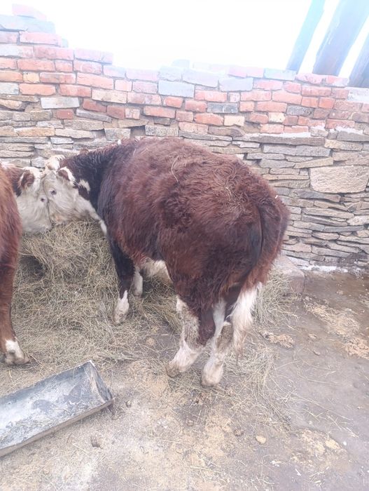 Продам телят на мясо