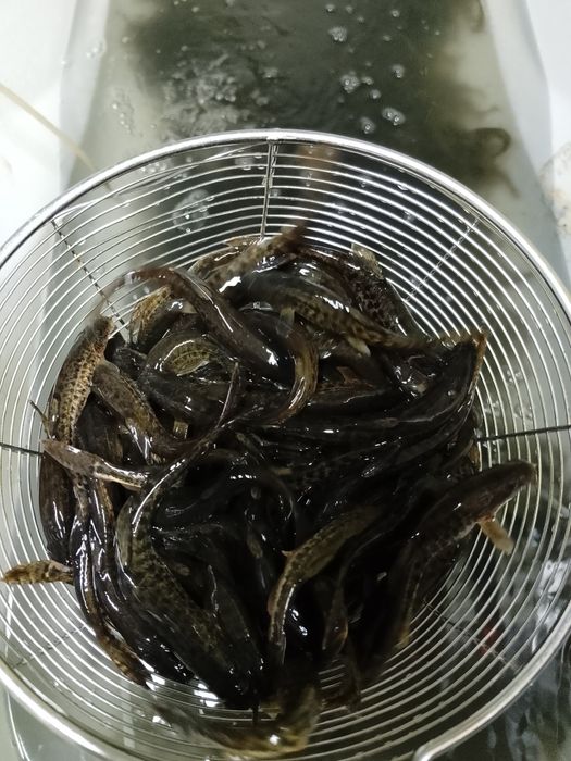 Живец для рыбалки