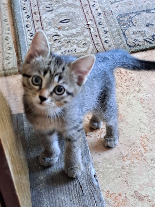 Отдам котенка в добрые руки