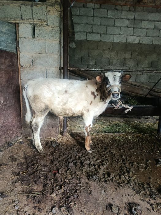 Буқалар сатылады