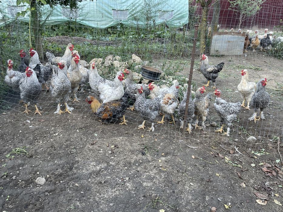 Cocoși de vanzare