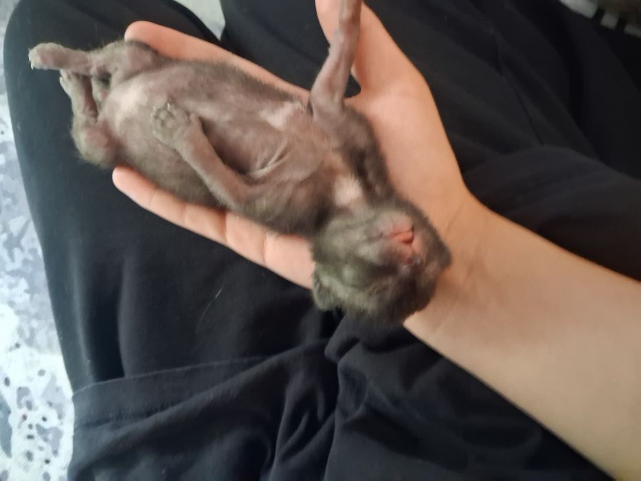 Отдам котят в добрые руки