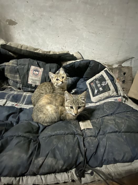 Срочно отдам котят
