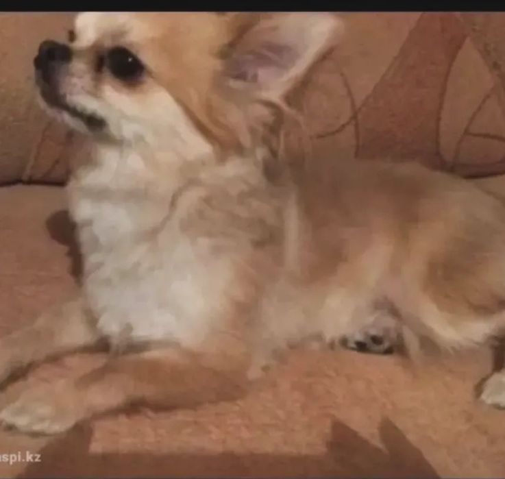 Кобель Чихуахуа для вязки