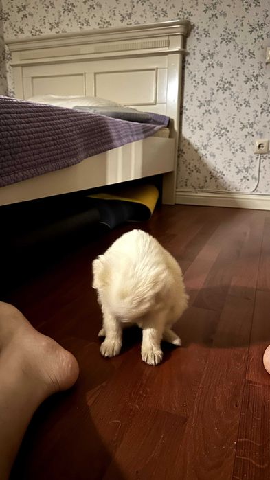 Золотистый ретривер, 1,7 месяца(СРОЧНО)