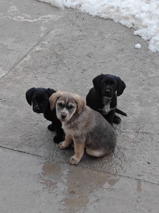 Күшіктер сүйкімді тегін