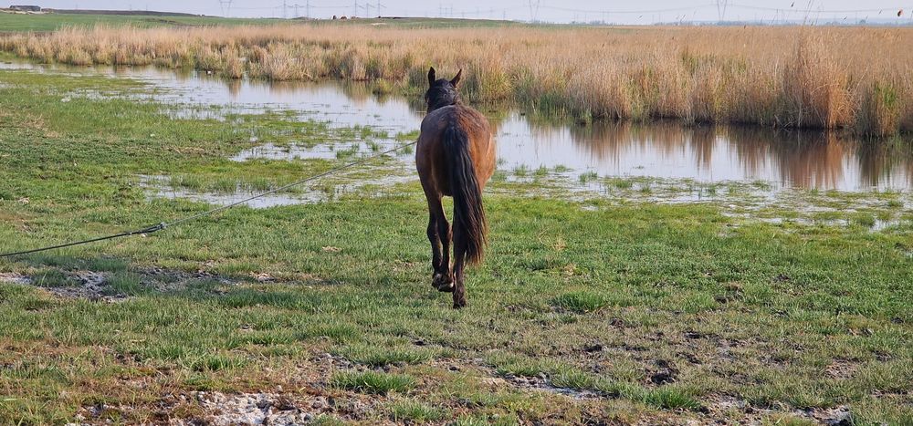 Жеребчик 2года  продам или обмен