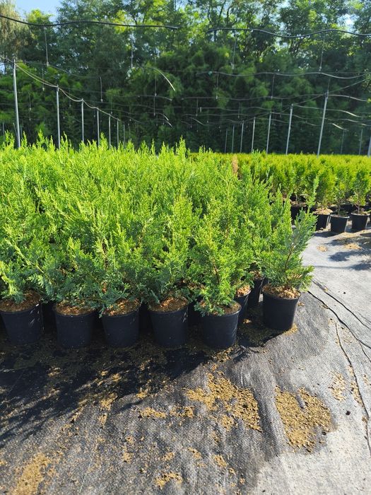 Лейланди кипарис 30 см до 40 см