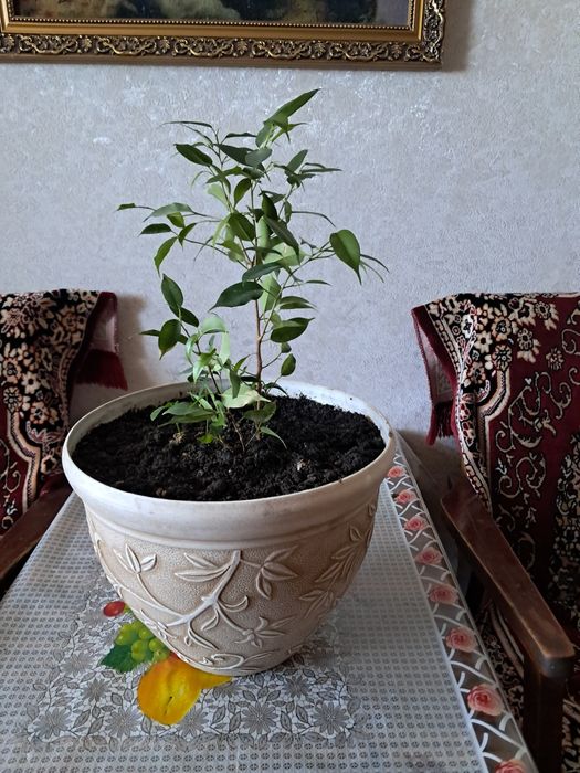 Продам комнатные  цветы. Разные