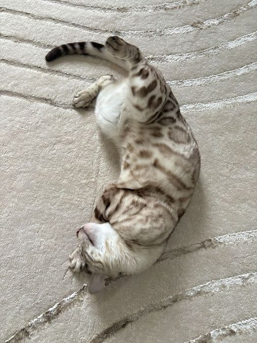 Продам бенгальских котят