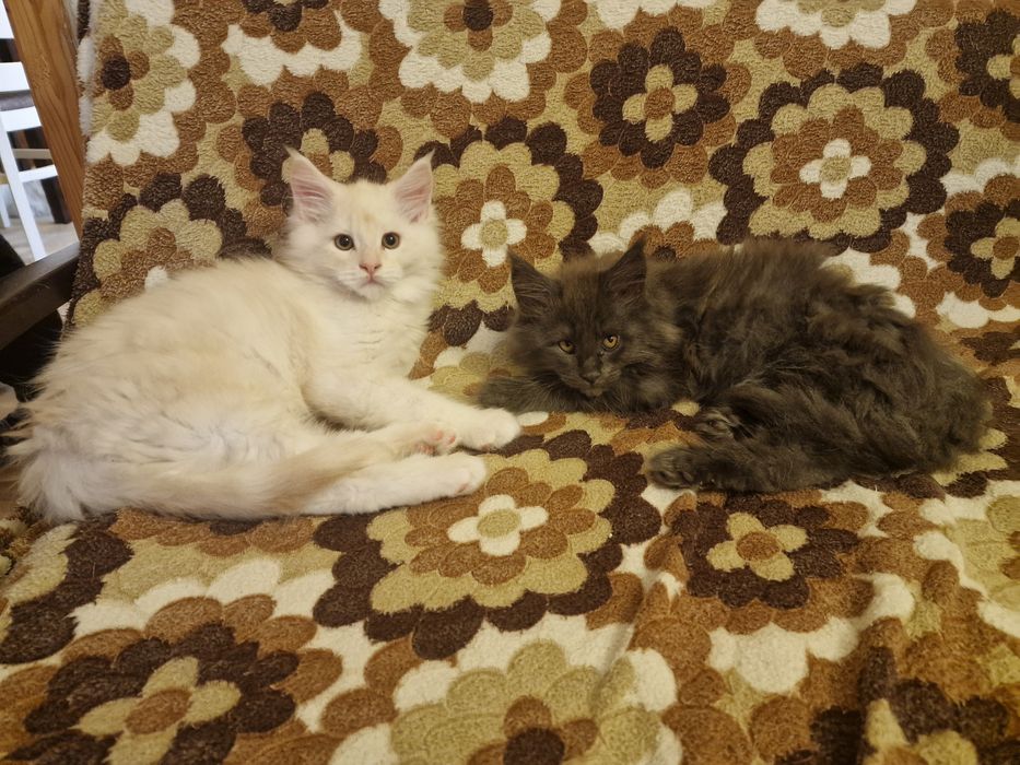 Мейн Куун (Maine Coon)