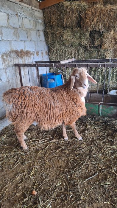 Продаётся кошкарчик в май год будет