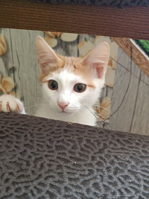 котенок в добрые руки