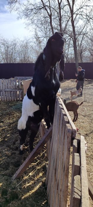 Козел БиталоКамори